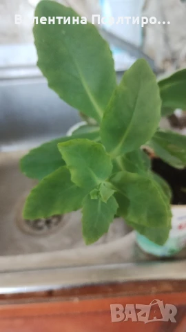 Дебела Мара (Sedum spectabile), снимка 1