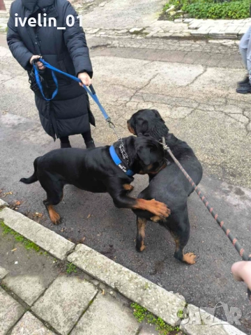 Продават се малки ротвайлерчера, снимка 4 - Ротвайлер - 53676581