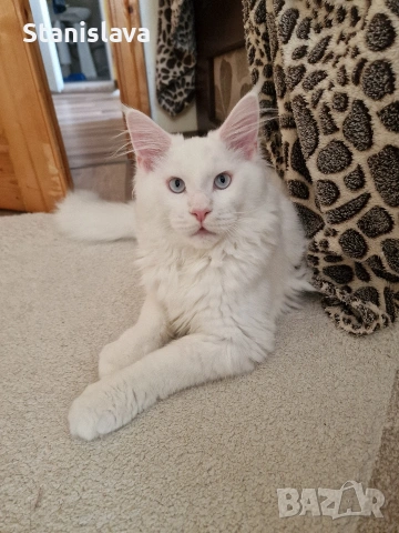 котенца Мейн Куун