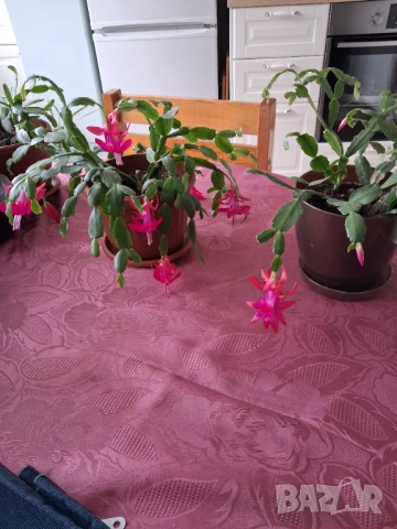 Стайни цветя - Коледничета - три саксии, снимка 3 - Стайни растения - 51444738