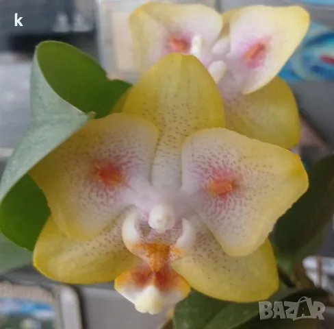 орхидея phalaenopsis batman