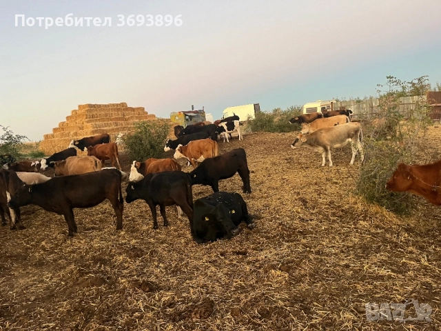 Продавам стадо месодайни крави , снимка 5 - Крави - 52436918