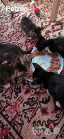 ще го дадем в добри ръце, снимка 6 - Други - 51323889