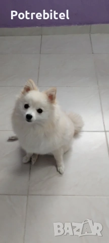 Померан мини шпиц, снимка 3 - Померан - 53635556