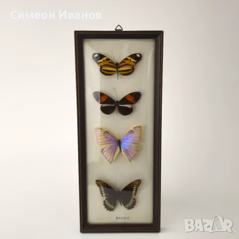 Препарирани пеперуди в рамка от Бразилия #5891