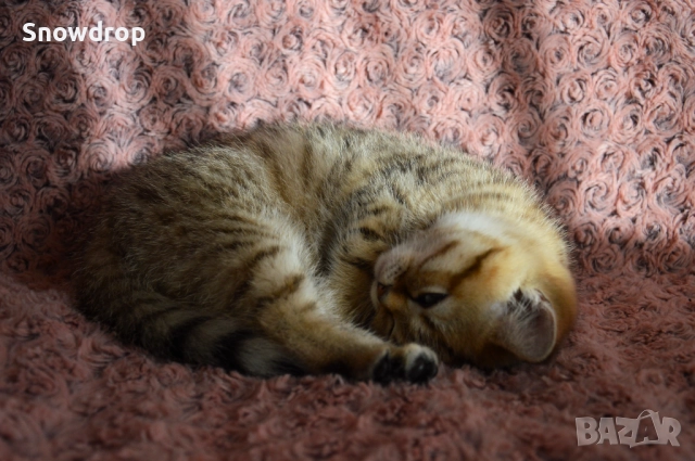 Златна чинчила, снимка 2 - Британска късокосместа - 52702218