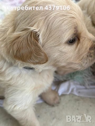 Голдън ретривър  момченце родословен баща, снимка 11 - Голдън ретривър - 53006041