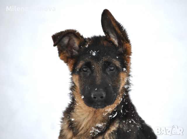 Мъжка немска овчарка с родословие, снимка 6 - Немска овчарка - 53506474