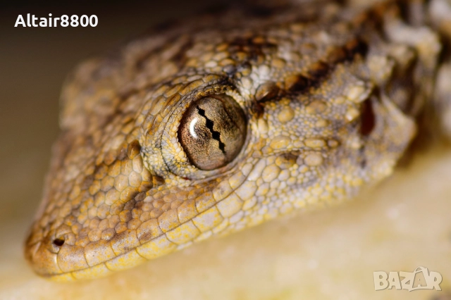 AF Tokina 100mm f/2.8D Macro обектив Никон, снимка 14 - Обективи и филтри - 52344003