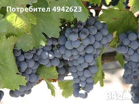 Продавам грозде – Памид и Каберне совиньон., снимка 4 - Други стоки за дома - 55981817