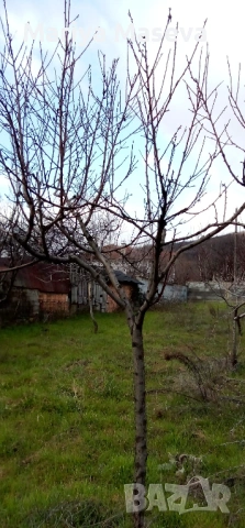 Дворно място с.Песнопой, снимка 4 - Парцели - 53637034