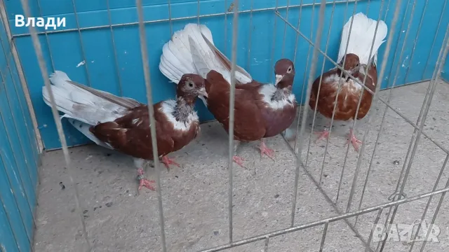 Румънски голошийки