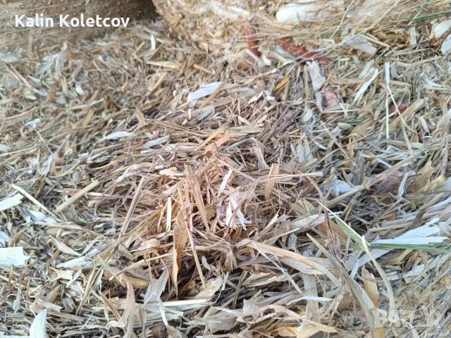 продавам Бали царевичак , снимка 7 - Други стоки за животни - 42511341