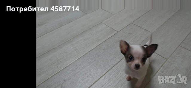 мини Чихуа , снимка 4 - Чихуахуа - 53076722