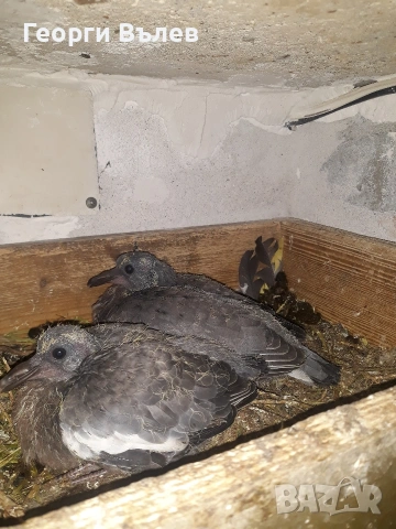 Гривеци млади минало годишни, снимка 2 - Гълъби - 53743767