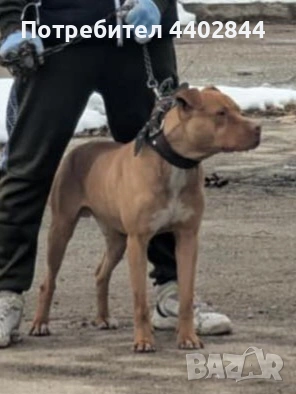 Продава се Питбул 