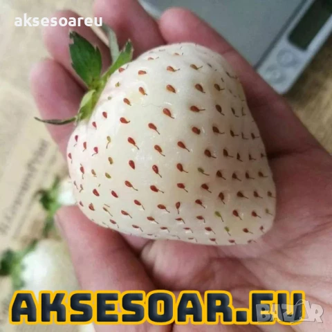 100 семена от плод бяла ягода органични плодови ягодови семена от вкусни ягоди отлични плодове, снимка 12 - Сортови семена и луковици - 50618986