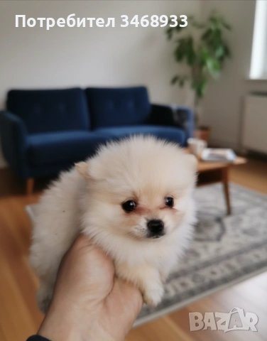 Померанчета на 50 дни