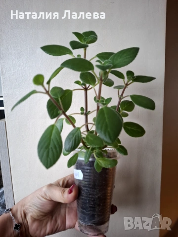 Стрептокарпела, streptocarpella, снимка 3 - Стайни растения - 53591674