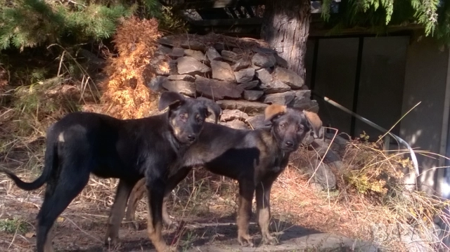 кученца, снимка 7 - Померан - 52187728