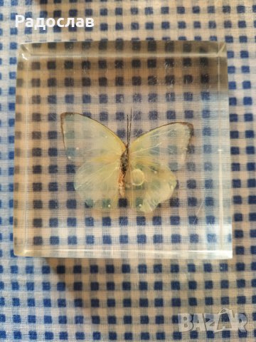 естествени  пеперуди , снимка 3 - Колекции - 39596146