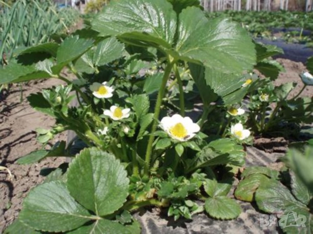 Целогодишни ягоди Албион - разсад на гол корен или в чашки, снимка 2 - Разсади - 51676649