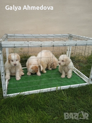 Лагото романьоло , снимка 11 - Други - 52513113