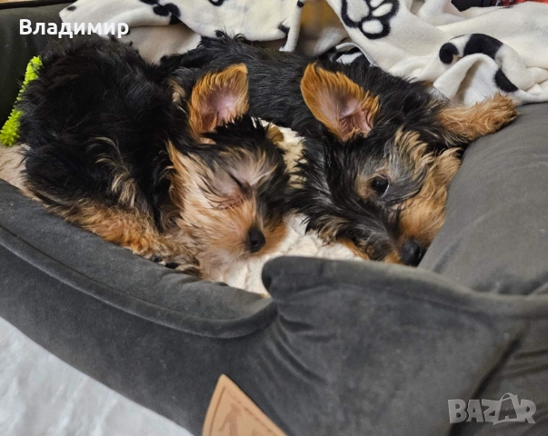 Йорки, снимка 5 - Йоркширски териер - 52927600