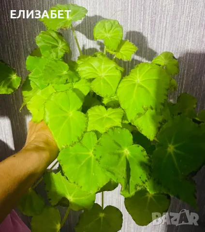 Begonia begonia 
