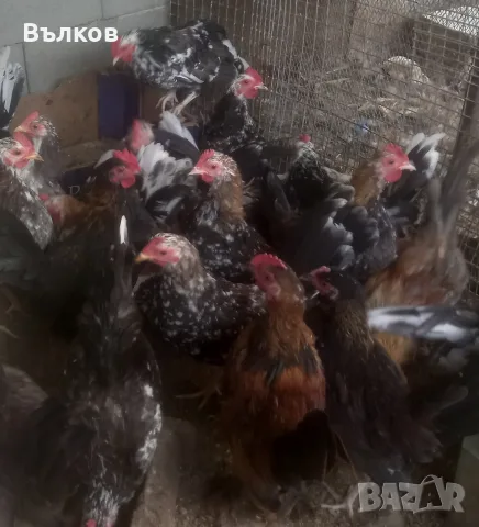 млади декоративни петлета , снимка 2 - Кокошки и пуйки - 56250633