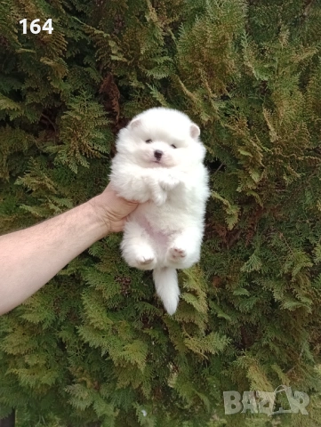 Мъжки бял Померан.  Реални снимки от 28.02.26 г.  , снимка 5 - Померан - 53658094