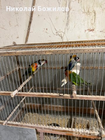Продавам папагали неразделки , снимка 5 - Папагали - 40156012