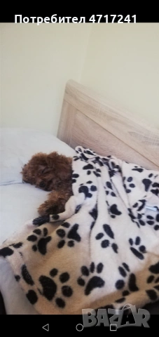 Той пудел, снимка 2 - Пудели - 53723933