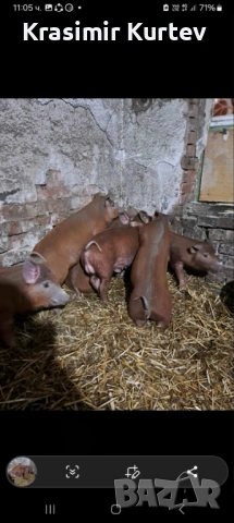 Малки Прасета Дюрок, снимка 2 - Прасета - 53377350