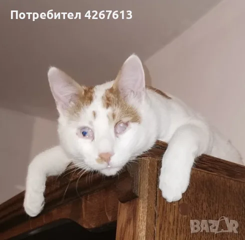 Бяло-рижав котарак търси дом, снимка 8 - Други - 55969619
