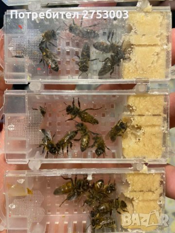 ОПЛОДЕНИ Пчелни майки със Записване - Карпатка и Карника - 2026 ЗАПИСВАНЕ