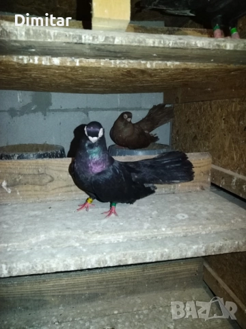 Работеща двойка, снимка 11 - Гълъби - 52793754