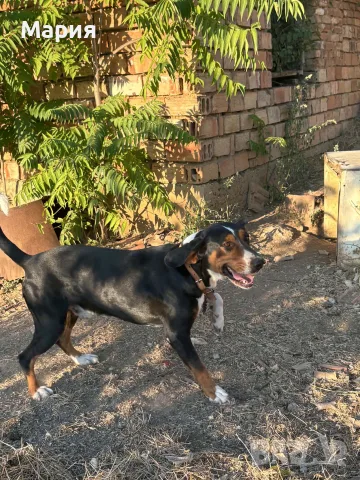 Мъжко и Женско куче, снимка 11 - Гонче - 55768550
