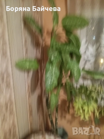 Продавам Дифенбахия