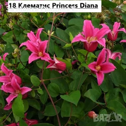 Клематис 2 , снимка 3 - Градински цветя и растения - 49761035