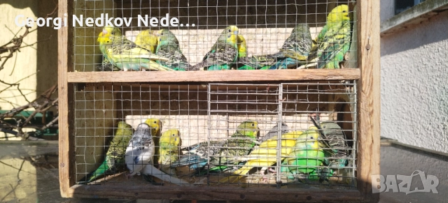 Продавам вълниси папагали, снимка 4 - Папагали - 52907228