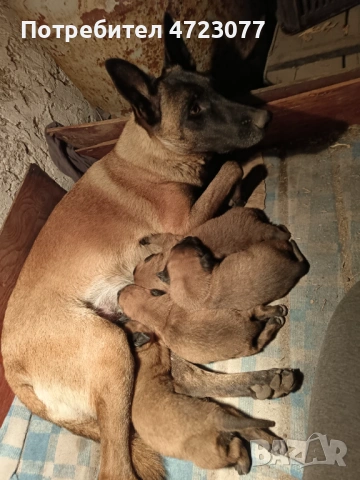 Белгийска овчарка малиноа. Чистокръвни. , снимка 5 - Белгийска овчарка - 53275554
