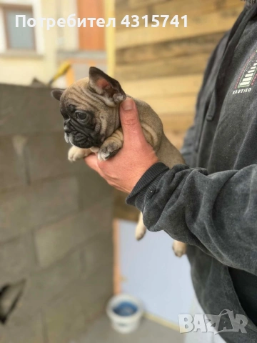 Френски булдог, снимка 2 - Френски булдог - 53222699