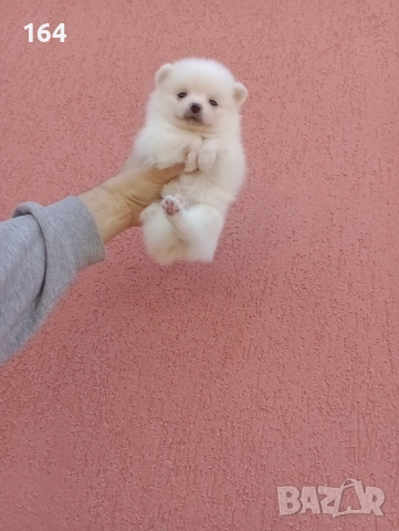 Померан. Бяло момченце.Реални снимки от 29.12.25 г. , снимка 2 - Померан - 52908974