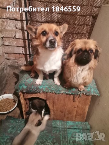 Продавам малки кученца-маймунки, снимка 4 - Пекинез - 44395363