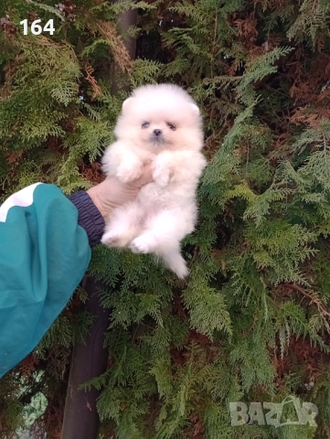 Миниатюрни. Мини Померани, снимка 3 - Померан - 52854068