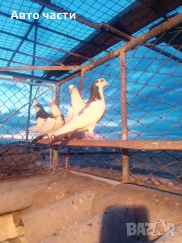 пазарджишки високолетачи , снимка 10 - Гълъби - 41332791