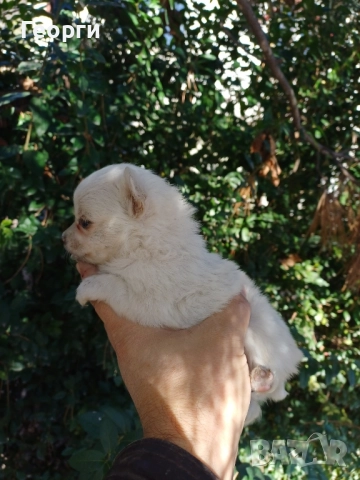 Мини чихуахуа 