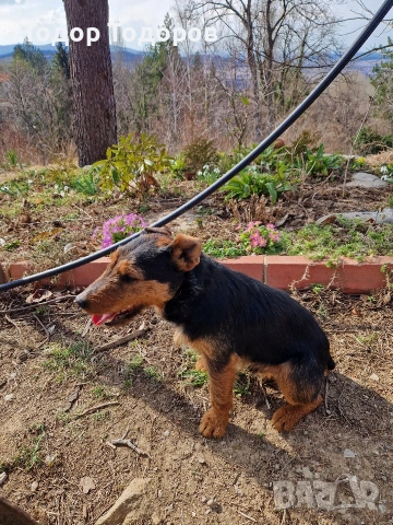 Кученце, снимка 8 - Други - 53432108