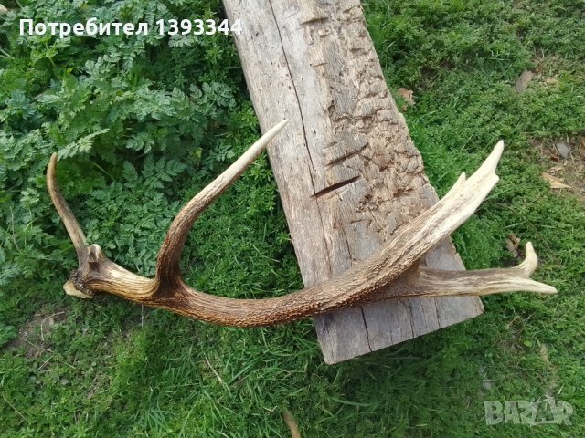 Еленски рог, снимка 2 - Други стоки за дома - 44321518